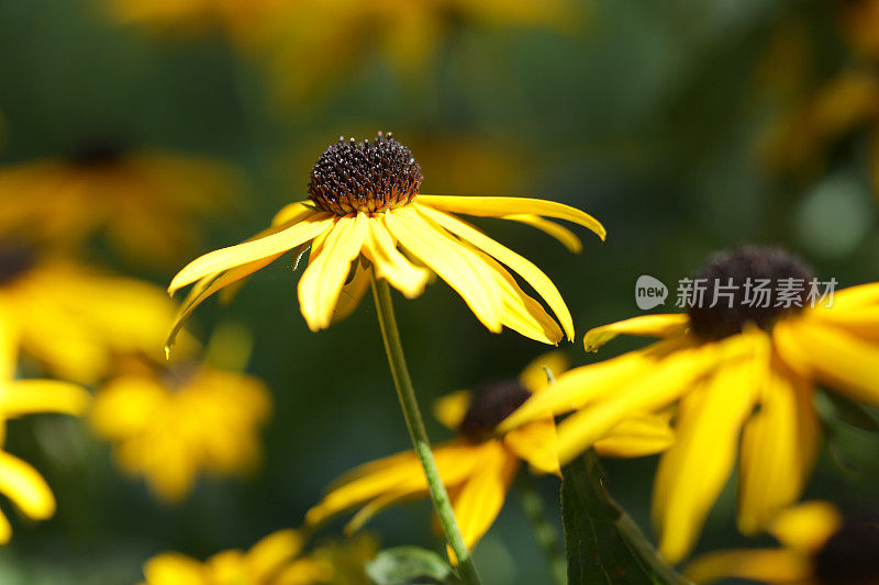 黑眼苏珊，Rudbeckia hirta在加拿大不列颠哥伦比亚省